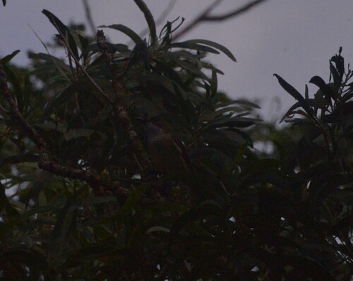 New Caledonian Whistler (Pachycephala caledonica), photo 8