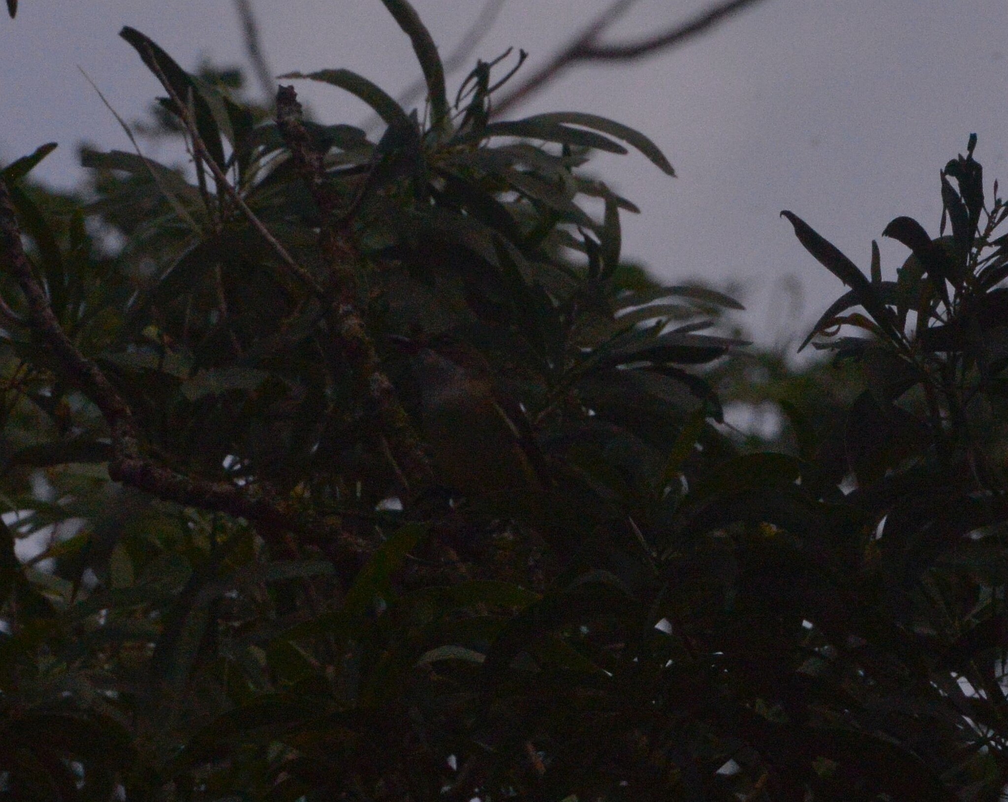 New Caledonian Whistler (Pachycephala caledonica), photo 7
