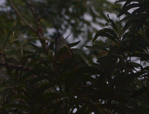 New Caledonian Whistler (Pachycephala caledonica), photo 7