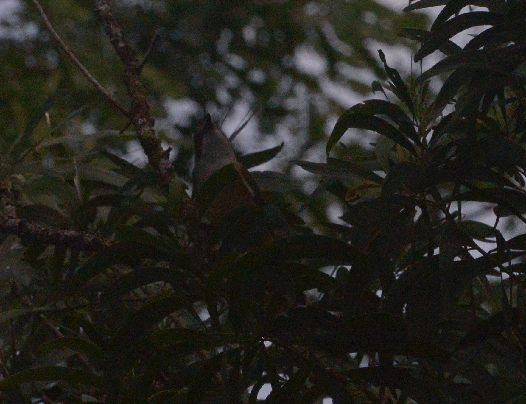 New Caledonian Whistler (Pachycephala caledonica), photo 6