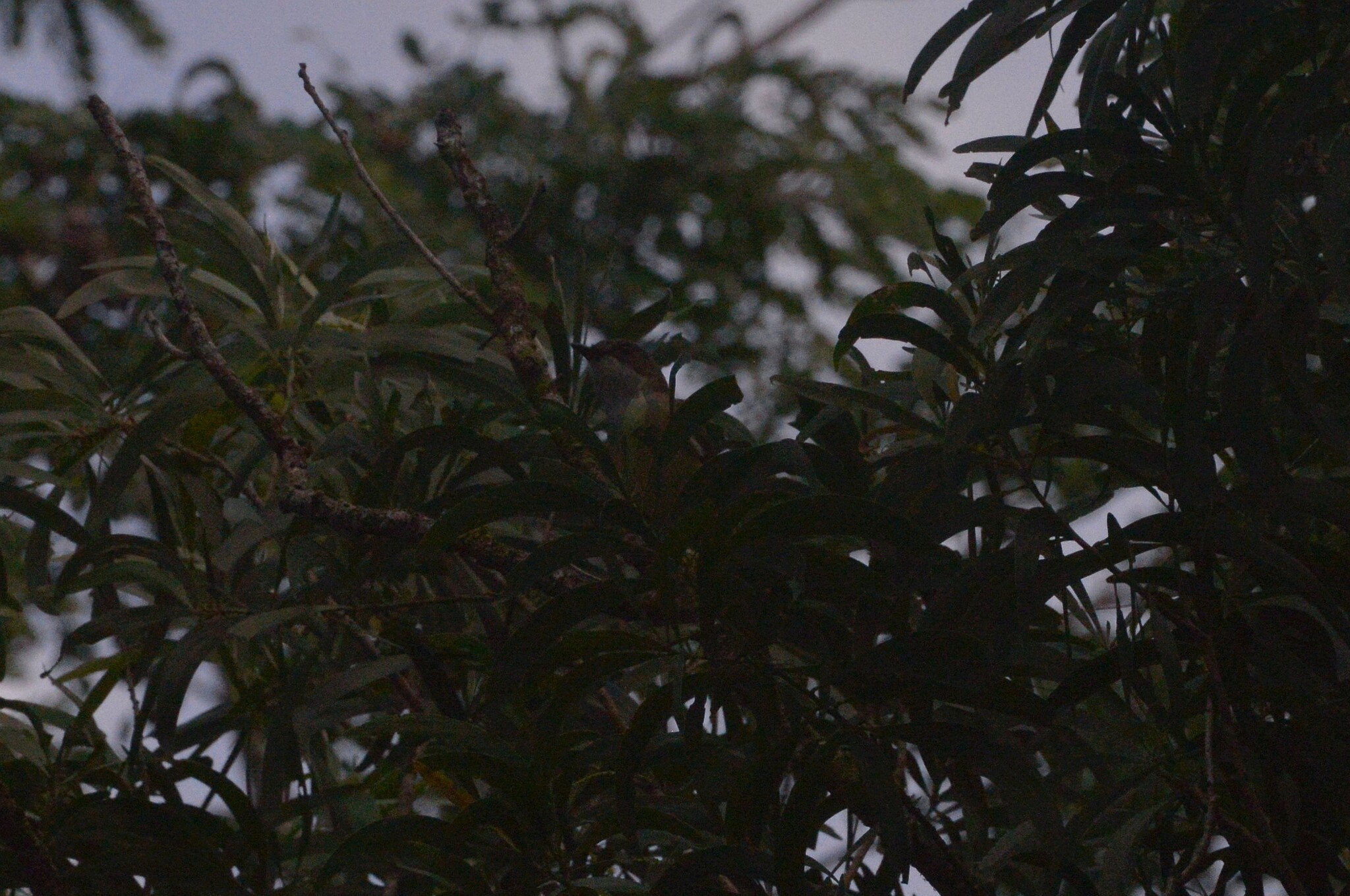 New Caledonian Whistler (Pachycephala caledonica), photo 5