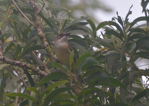 Melanesian Whistler (Pachycephala chlorura), photo 8