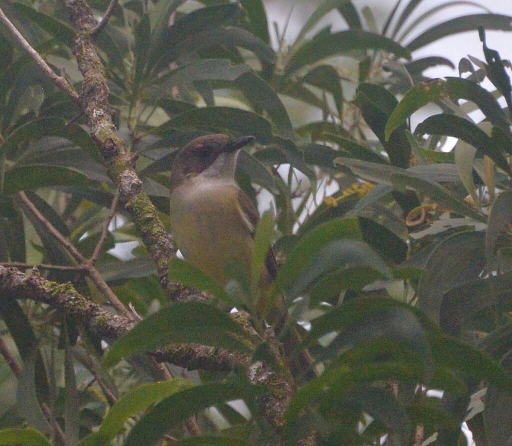 Melanesian Whistler