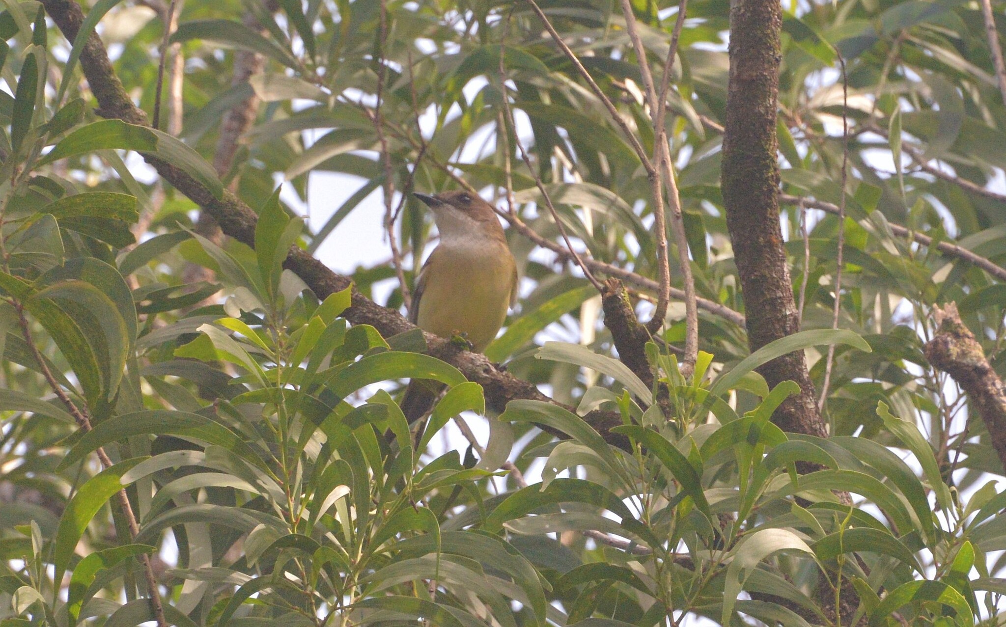 New Caledonian Whistler (Pachycephala caledonica), photo 4