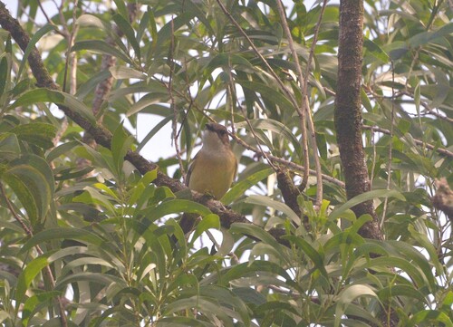 New Caledonian Whistler (Pachycephala caledonica), photo 4