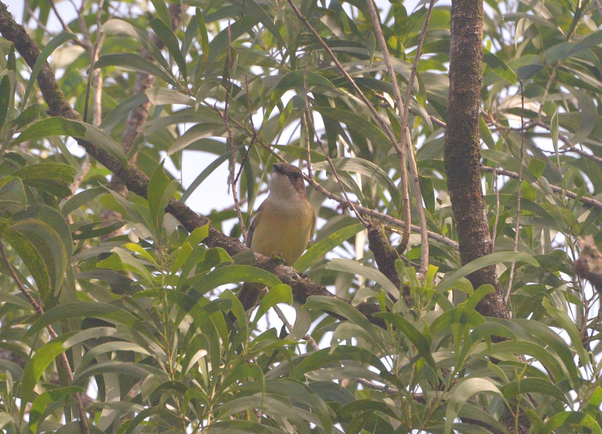 New Caledonian Whistler (Pachycephala caledonica), photo 3