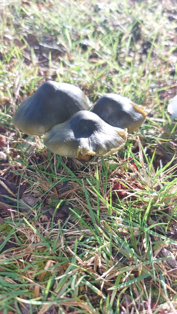 Cortinarius austrovenetus · July 2025 · photo: © tassietravelsblog (iNaturalist, cc0)