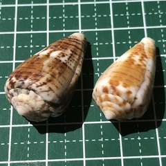 Conus boeticus