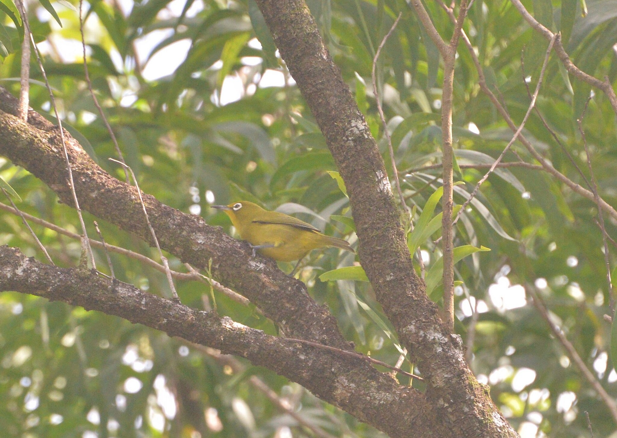 Vanuatu White-eye (Zosterops flavifrons), photo 9