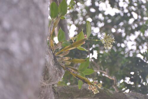 Dendrobium macrophyllum, photograph 6