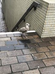 Larus argentatus