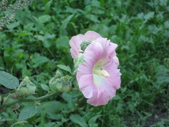 Alcea