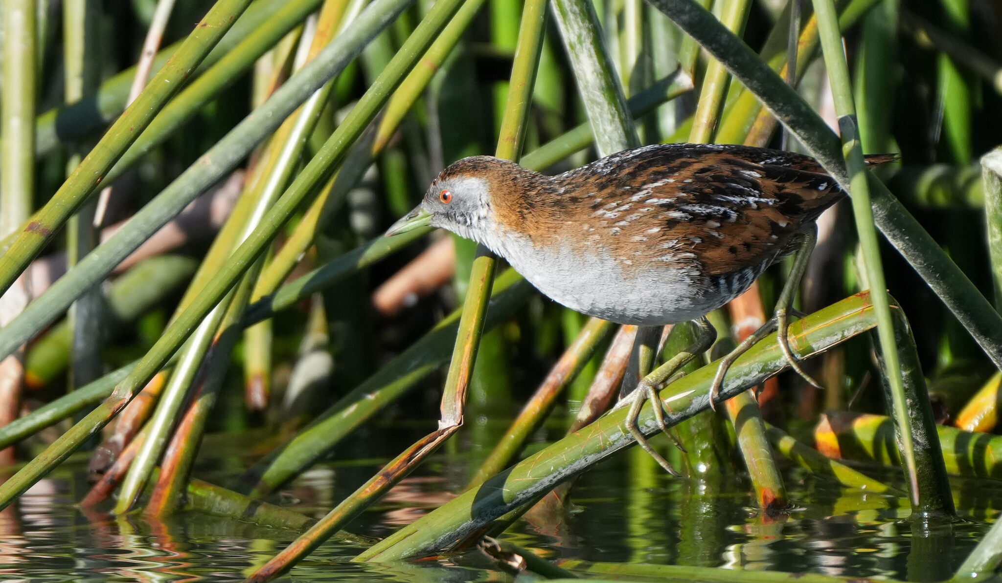 Baillon's Crake (Zapornia pusilla)