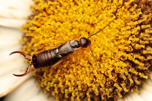 European Earwig, photo 3 of 9