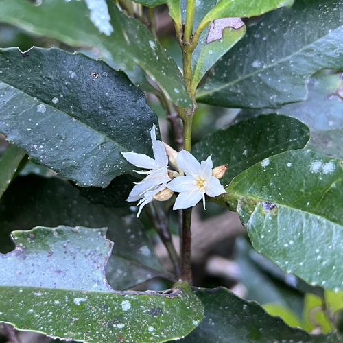 Doryphora sassafras (Doryphora sassafras)