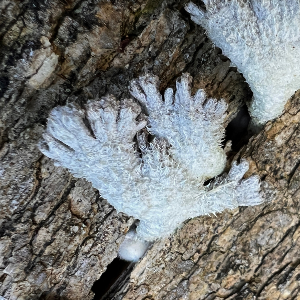 Schizophyllum commune · July 2025 · photo: © douch (iNaturalist, cc-by-sa)