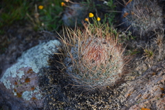 Echinofossulocactus ochoterenaus