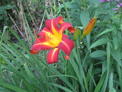 Hemerocallis