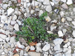 Helianthemum oelandicum