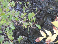 Lonicera etrusca