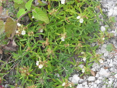 Teucrium montanum praemontanum