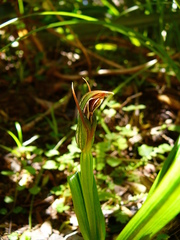 Pterostylis irsoniana