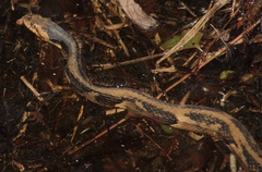 Nerodia fasciata × clarkii