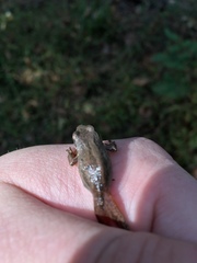 Pseudacris triseriata