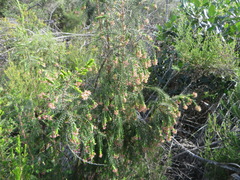 Passerina falcifolia