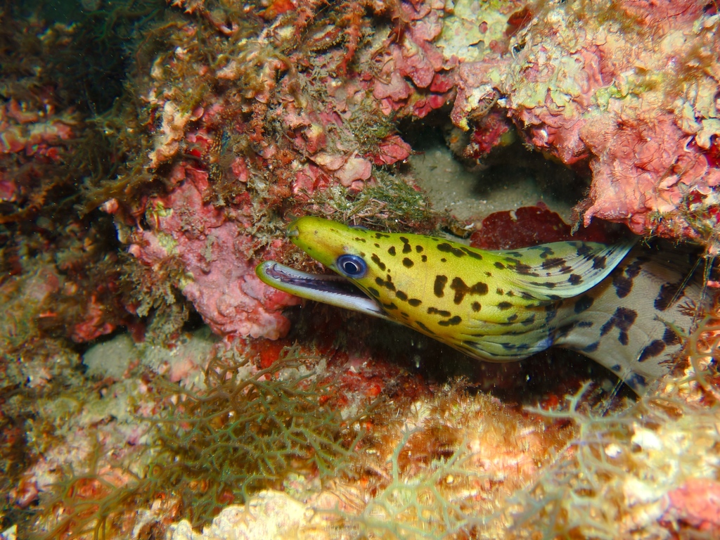 Fimbriated moray