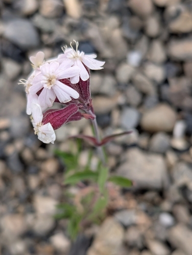 Creeping Catchfly