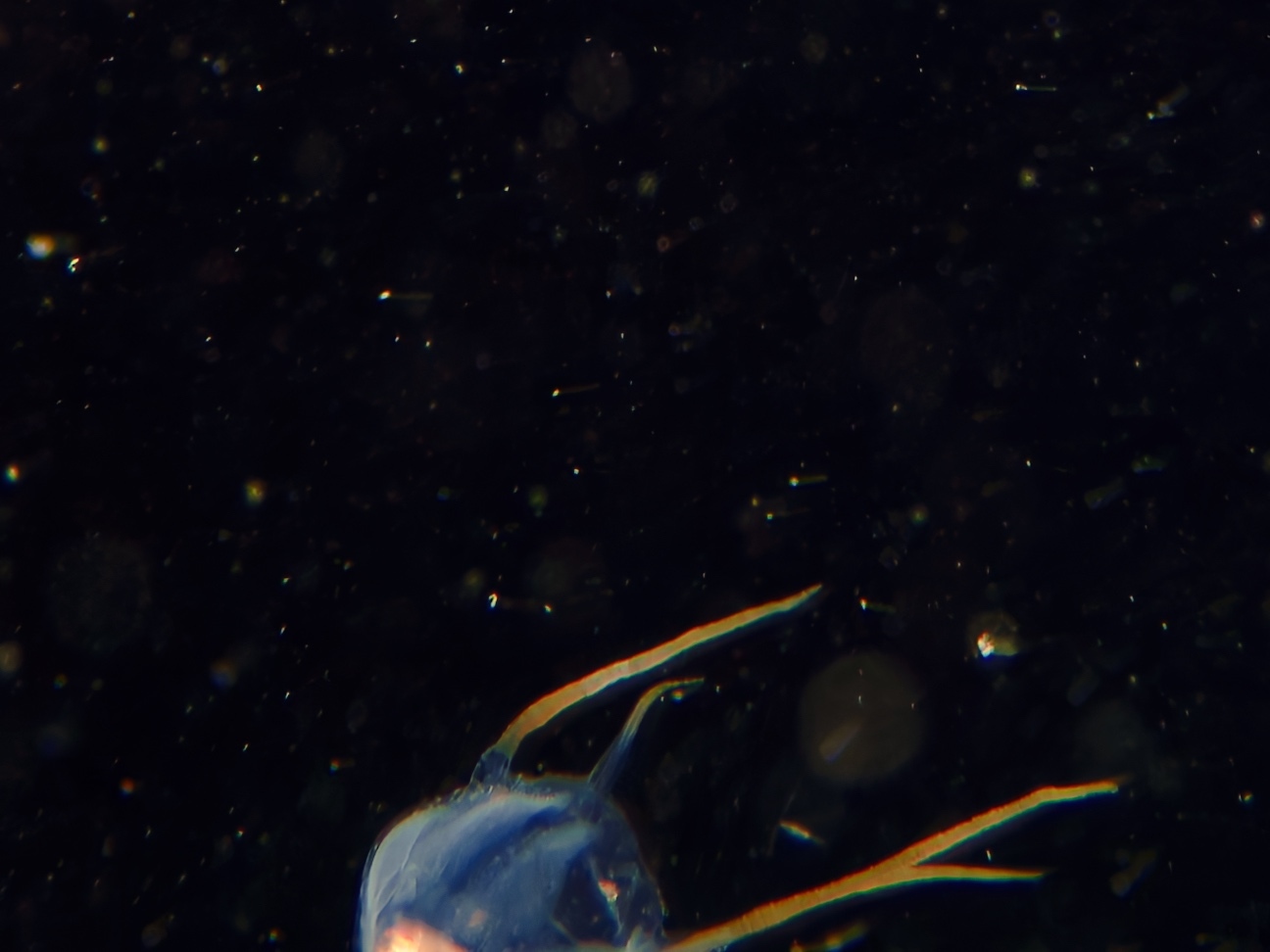 Copula sivickisi (Stiasny, 1926)