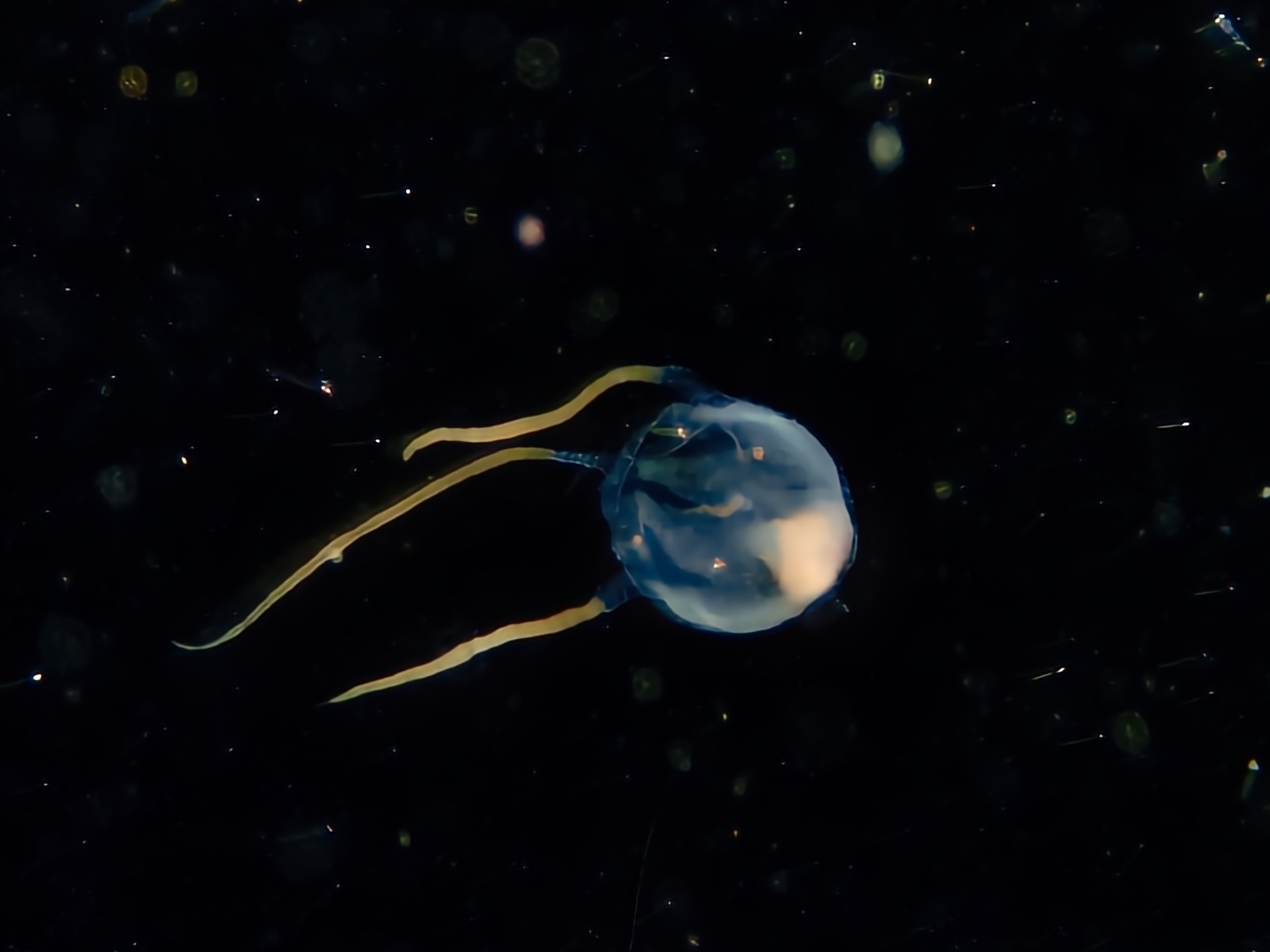 Copula sivickisi (Stiasny, 1926)