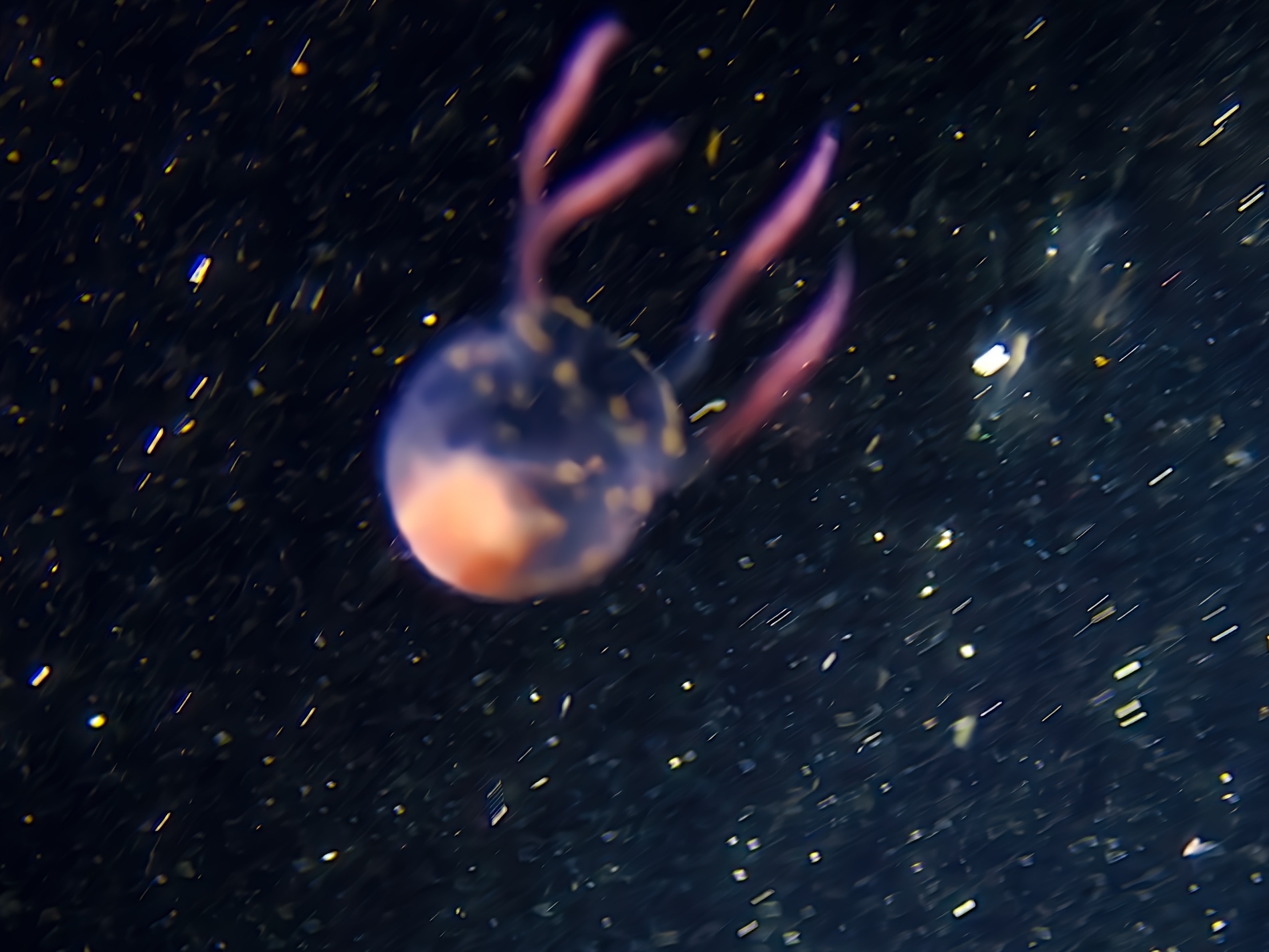 Copula sivickisi (Stiasny, 1926)