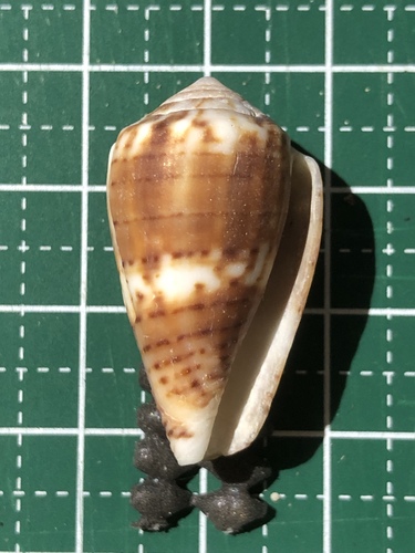 Conus boeticus observed 2015-09-22