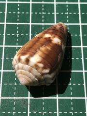 Conus boeticus