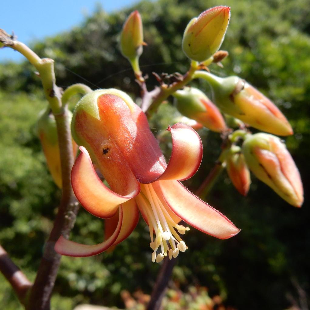 Cotyledon velutina Hook.f. 2