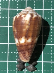 Conus boeticus