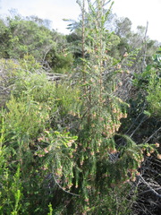 Passerina falcifolia