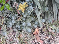 Petrosedum sediforme