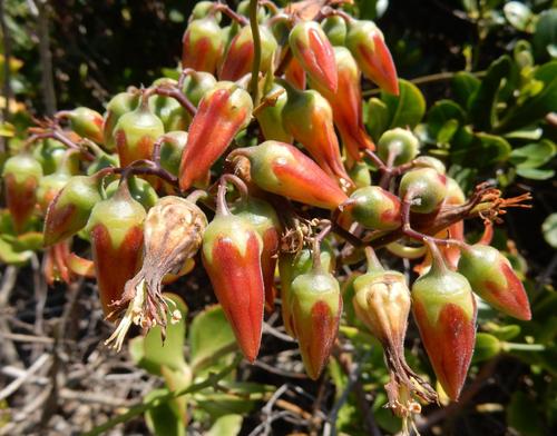 Cotyledon velutina