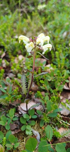 Lapland lousewort (Pedicularis lapponica)