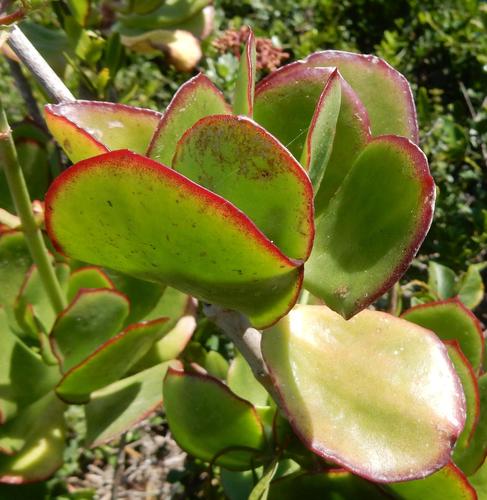 Cotyledon velutina