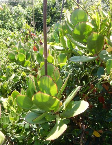 Cotyledon velutina