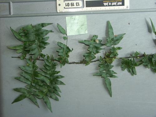 Arthropteris palisotii (Arthropteris palisotii)