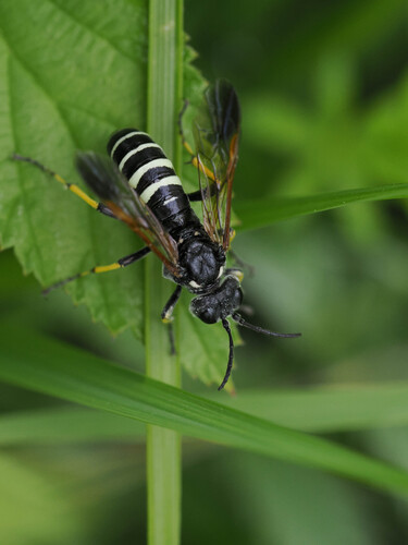 Sow-thistle Sawfly