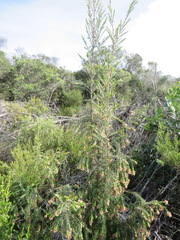 Passerina falcifolia