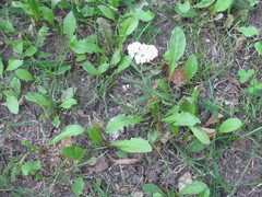 Achillea millefolium