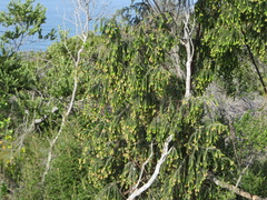 Passerina falcifolia