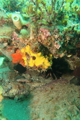 Parablennius tasmanianus